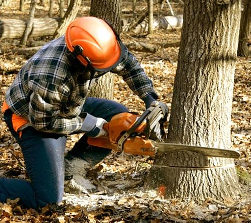 Tree Removal in Bridgeport, AL